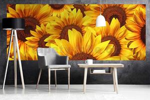 Vliesové fototapety, rozměr 375 cm x 150 cm, květy slunečnic, DIMEX MP-2-0129