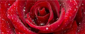 Vliesové fototapety, rozměr 375 cm x 150 cm, červená růže, DIMEX MP-2-0138