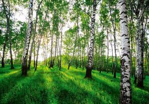 Vliesové fototapety 14175V8, rozměr 368 cm x 254 cm, slunečný březový les , IMPOL TRADE