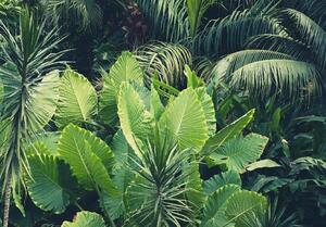 Vliesové fototapety 14523V8, rozměr 368 cm x 254 cm, tropické rostliny, IMPOL TRADE