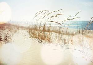 Vliesové fototapety 14596V8, rozměr 368 cm x 254 cm, stébla trávy na pláži, IMPOL TRADE