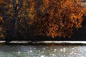 Obraz odraz listí v jezeře - 60x40 cm
