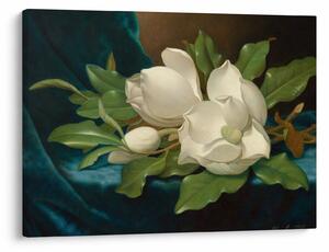 Obraz - Martin Johnson Heade, Giant Magnolias on a Blue Velvet Cloth, reprodukce (70x50 cm)