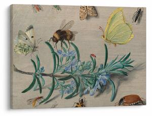 Obraz - Jan van Kessel the Elder, Insects and a Sprig of Rosemary, reprodukce (70x50 cm)