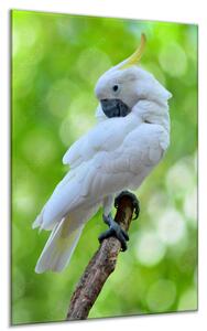 Obraz skleněný papoušek kakadu žlutočečelatý - 34 x 72 cm