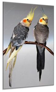 Obraz skleněný papoušek dvě korely chocholaté - 40 x 60 cm
