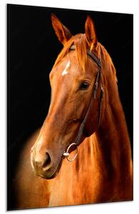 Obraz skleněný kůň ryzák - 30 x 60 cm