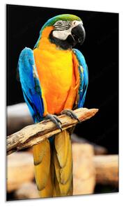 Obraz skleněný ara ararauna na bidle - 40 x 60 cm