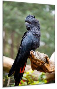 Obraz skleněný papoušek kakadu havraní - 30 x 60 cm