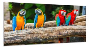 Obraz skleněný papoušek ara ararauna a zelenokřídlá - 34 x 72 cm