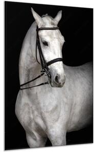 Obraz skleněný bílý kůň na černém pozadí - 40 x 60 cm