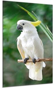 Obraz skleněný kakadu žlutočečelatý na bidle - 100 x 150 cm