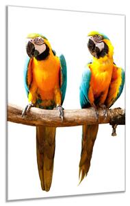 Obraz skleněný dva papoušci sedí na bidýlku - 50 x 70 cm