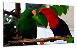 Obraz sklo papoušek para eklektus - 70 x 100 cm