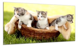 Obraz pro děti malé kočky v košíku - 50 x 70 cm