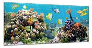 Obraz skleněný mořské ryby, korály a sasanky - 30 x 60 cm