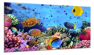 Obraz do koupelny želva, ryby, korály a sasanky - 50 x 70 cm