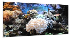 Obraz skleněný mořský svět - 30 x 40 cm