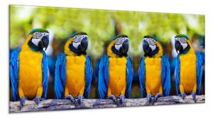 Obraz skleněný papoušek pět ara ararauna na větvi - 100 x 150 cm