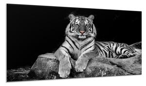 Obraz skleněný ležící bílý tygr na kameni - 30 x 60 cm