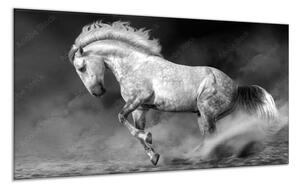 Obraz sklo kůň šedý grošák v pohybu - 100 x 150 cm