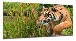 Obraz skleněný zlatý tygr na lovu - 100 x 150 cm