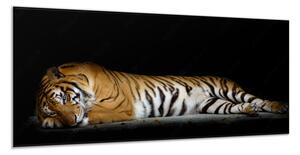 Obraz na skle ležící zlatý tygr - 100 x 150 cm