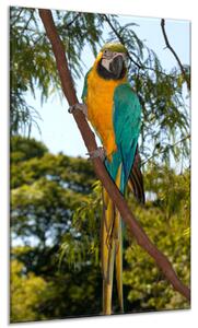 Obraz skleněný papoušek ara ararauna v parku - 34 x 72 cm