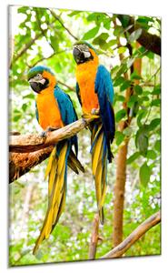 Skleněný obraz papoušek dvě ary ararauny - 40 x 60 cm