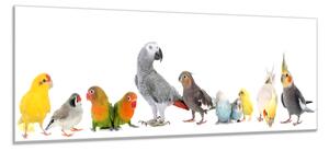 Obraz skleněný papoušek různé druhy - 30 x 60 cm