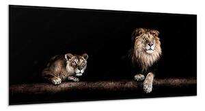 Obraz skleněný lvice a lev na kmeni - 50 x 100 cm