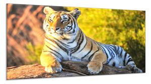 Obraz skleněný zlatý tygr na kameni - 30 x 60 cm