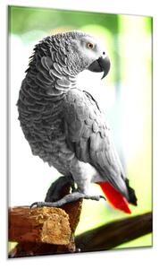 Obraz skleněný papoušek žako boční pohled - 50 x 70 cm