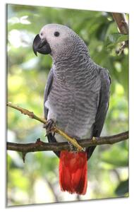 Obraz skleněný papoušek žako na větvi - 60 x 90 cm