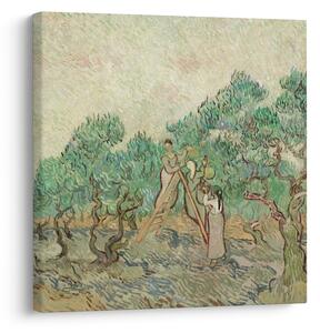 Obraz - Vincent van Gogh, The Olive Orchard, reprodukce (30x30 cm)