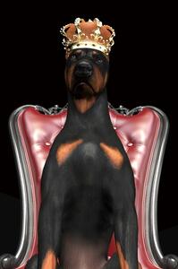 Obraz Dog in Crown