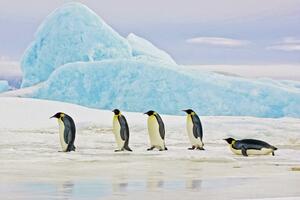 Obraz Penguins