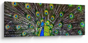 Obraz - Páv (s hodinami) (90x30 cm)
