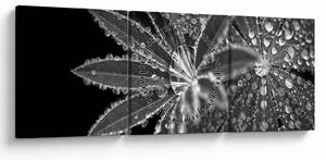 Obraz - Listy s kapkami (s hodinami) (90x30 cm)