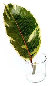 Ficus elastica Tineke - řízek k zakořenění Fíkovník pryžodárný, Fíkovník, Gumovník