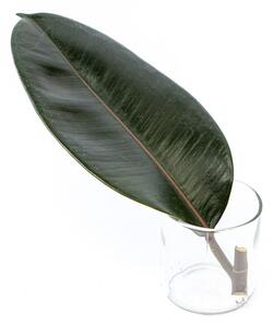 Ficus elastica Abidjan - řízek k zakořenění Fíkovník pryžodárný, Fíkovník, Gumovník