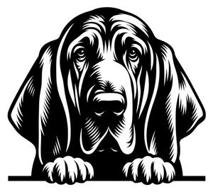 Samolepka pes Bloodhound