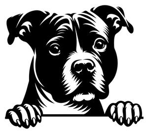 Samolepka pes Americký stafordširský teriér