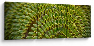 Obraz - Kapradina (s hodinami) (90x30 cm)