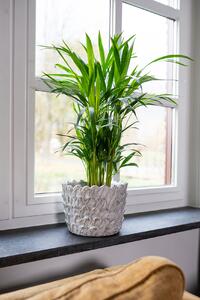 Ter Steege Sada 4 obalů Pine ivory D36 H27