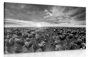 Obraz východ slunce nad loukou s tulipány v černobílém provedení - 120x80 cm