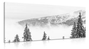 Obraz zasněžené borovicové stromy v černobílém provedení - 100x50 cm