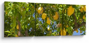 Obraz - Citrónovník (s hodinami) (90x30 cm)