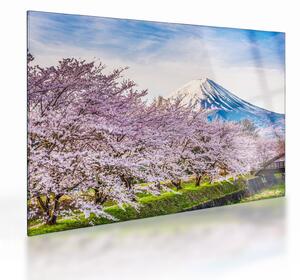 Skleněný obraz - Japonsko na jaře (70x50 cm)