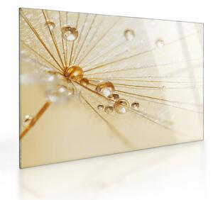 Skleněný obraz - Makro fotografie pampelišky (70x50 cm)